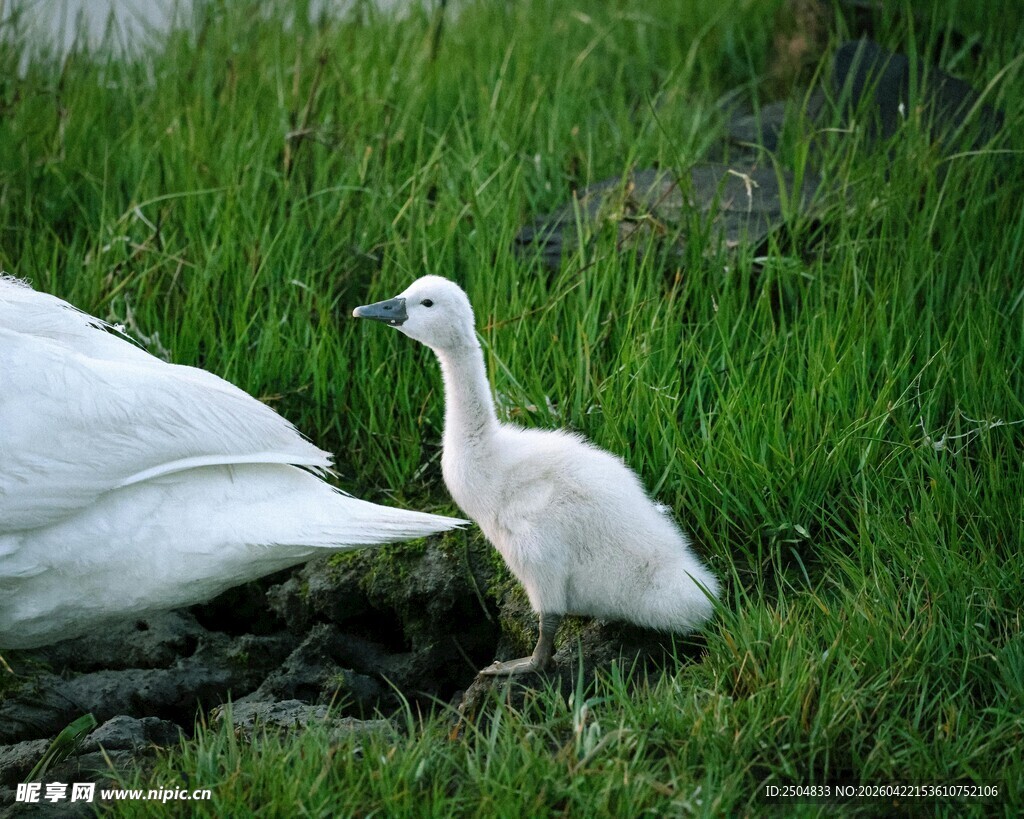 草地上的小白鹅与大白鹅