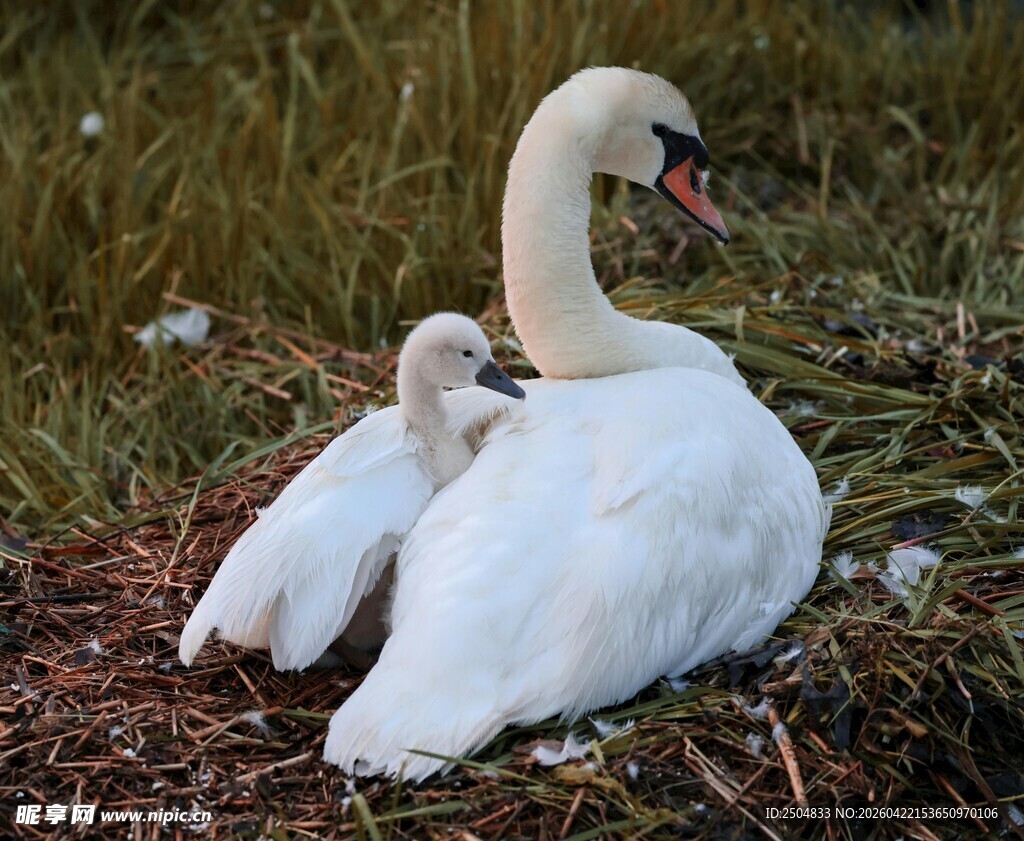 母天鹅与幼崽温馨一刻