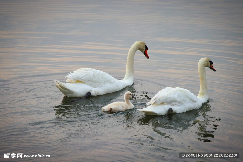 水面上的天鹅一家
