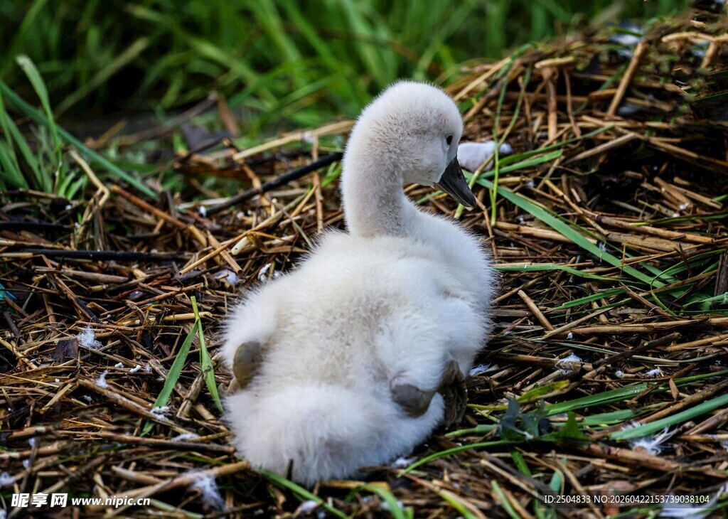 草地上的可爱小天鹅