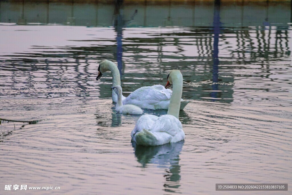 水中芭蕾舞者倒影画面