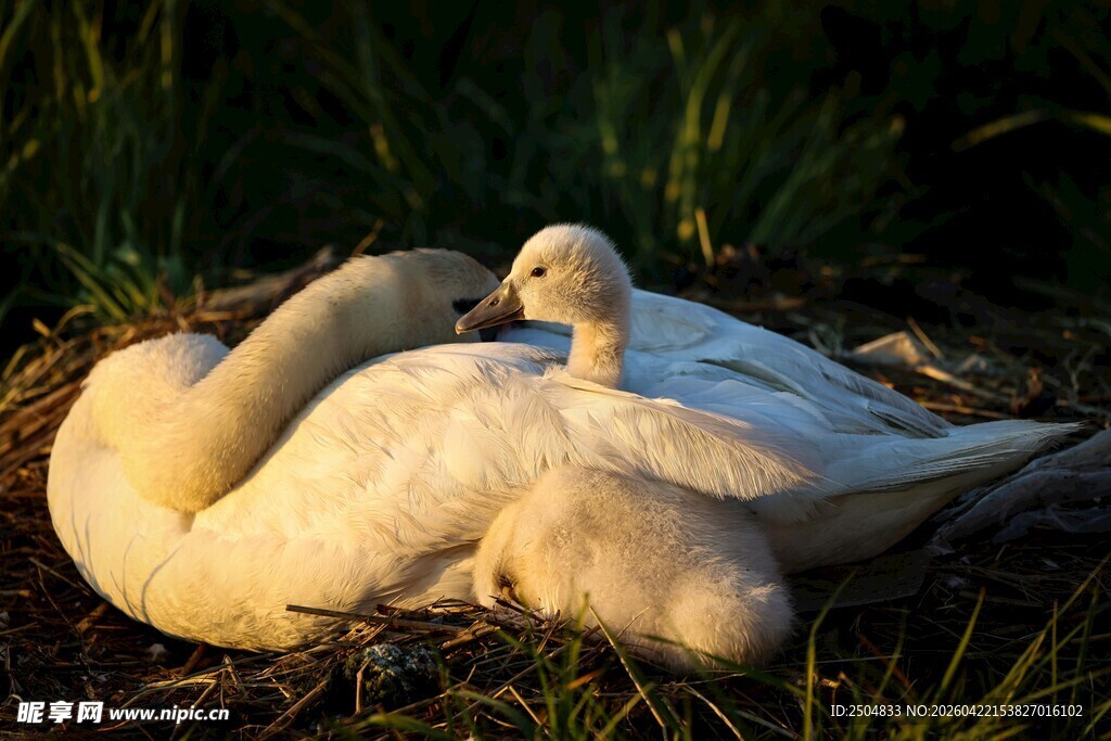 母鹅与幼鹅温馨依偎场景