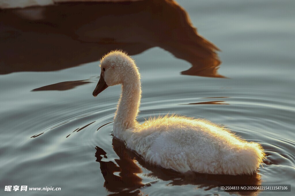 水中小天鹅