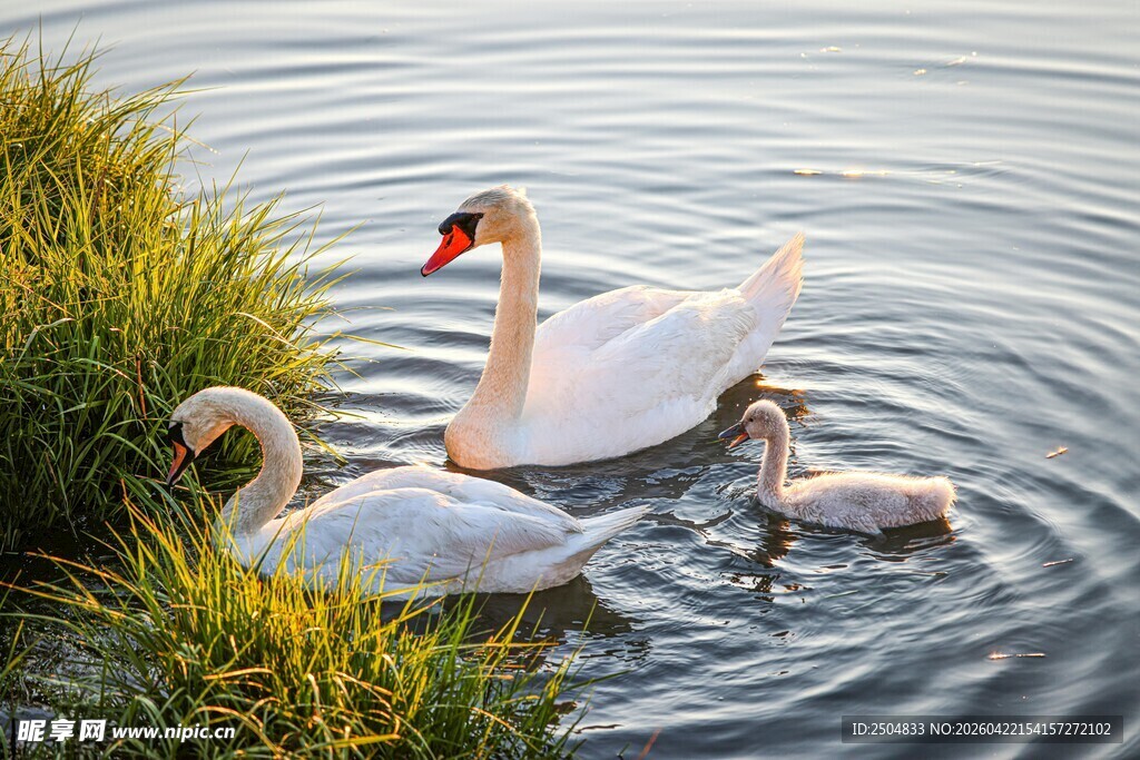 天鹅一家在水中悠 