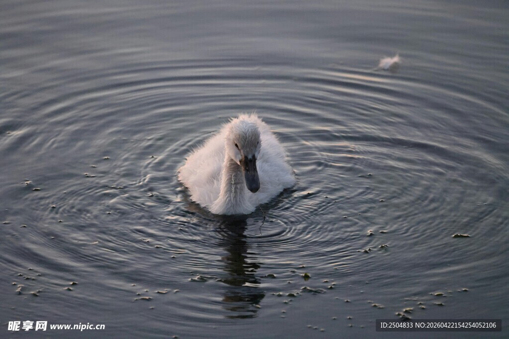水中天鹅泛起圈圈涟漪
