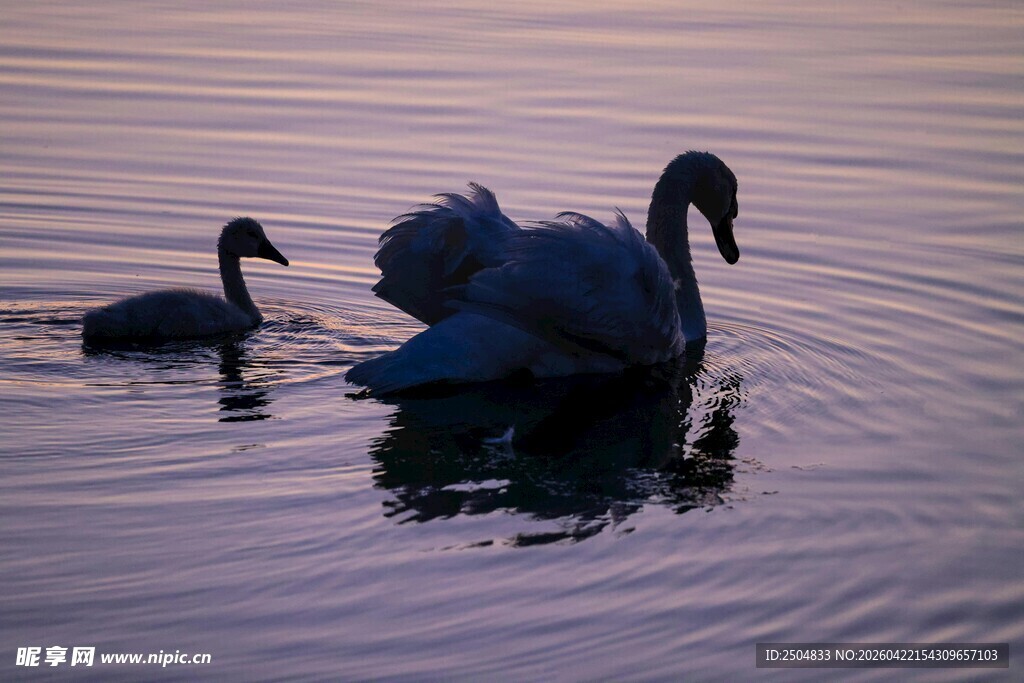 天鹅母子悠 湖面