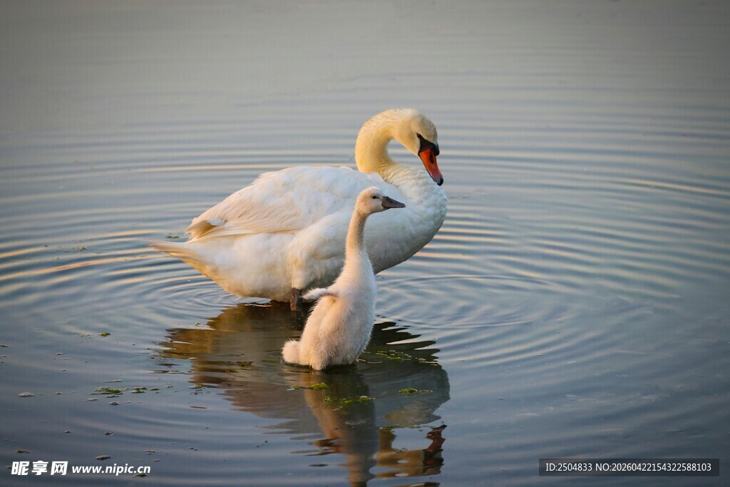 天鹅母子水中相依相伴