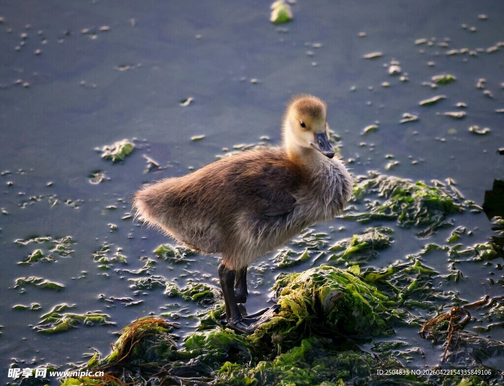 湿地中的幼年水鸟