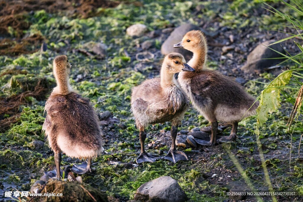 岸边的几只小鹅
