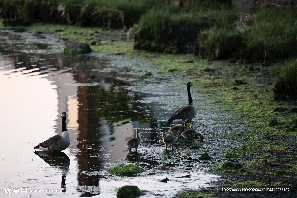 湿地中的鸬鹚栖息景象