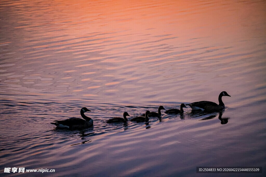 夕阳下鸭群 弋水面