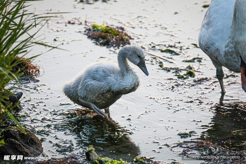 湿地中的鹈鹕幼鸟