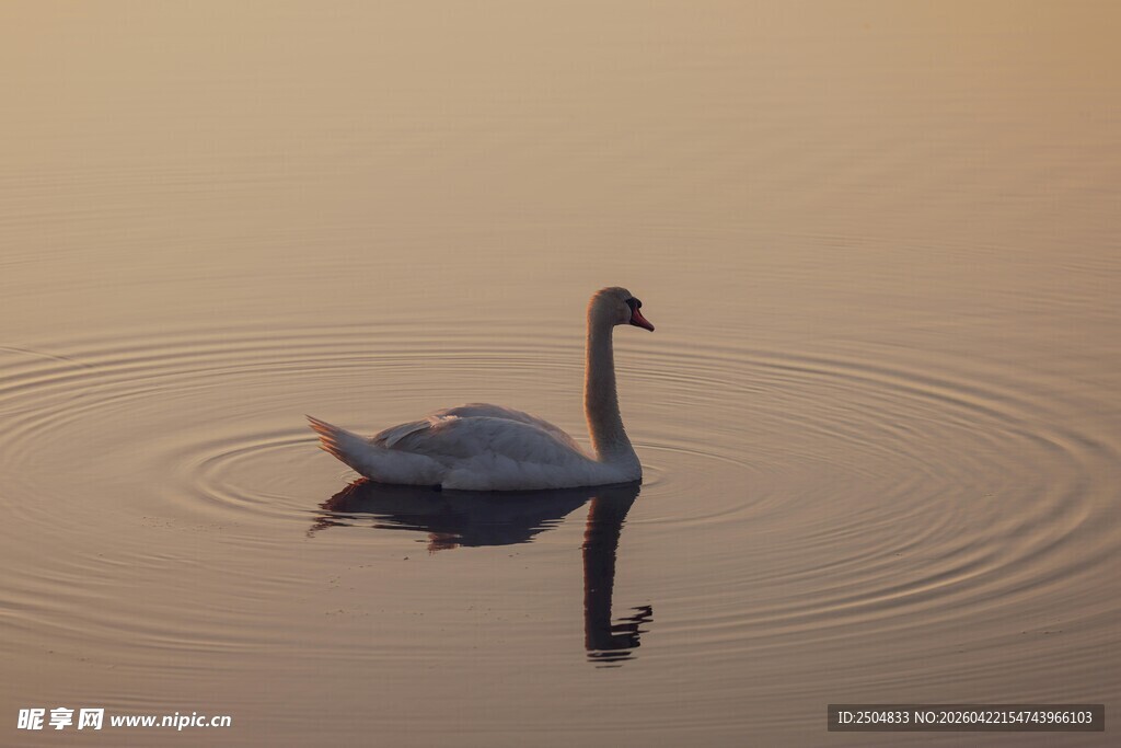 湖面上独 的优雅天鹅
