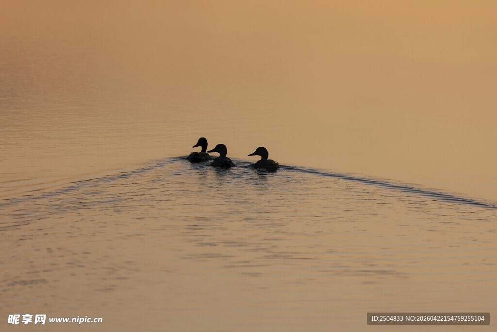 夕阳下三人泛舟水面