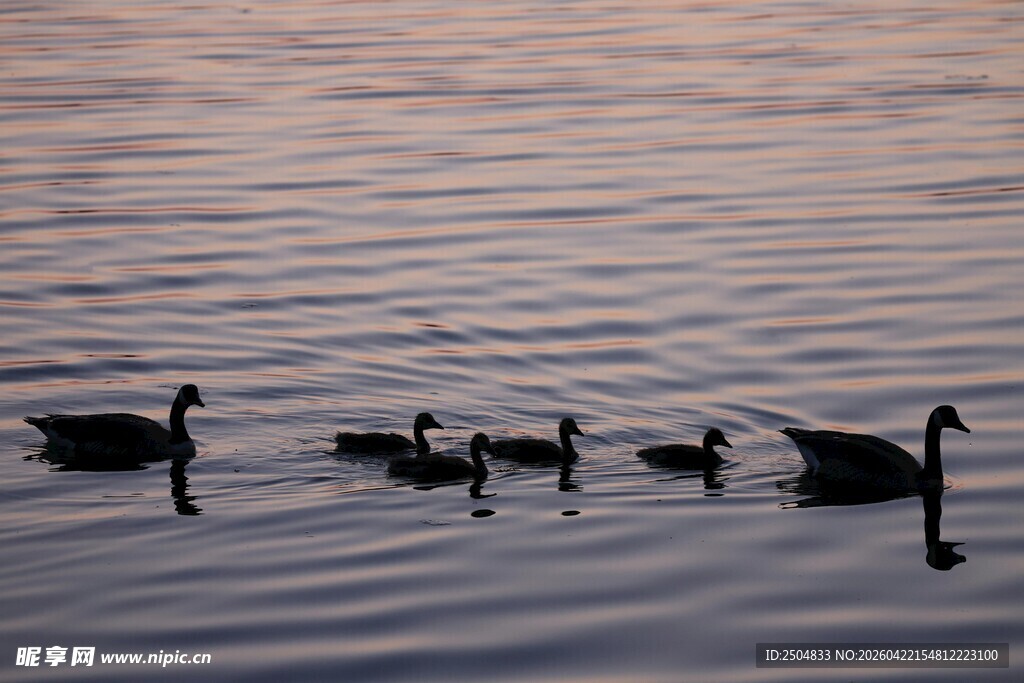夕阳下水面的鸭群