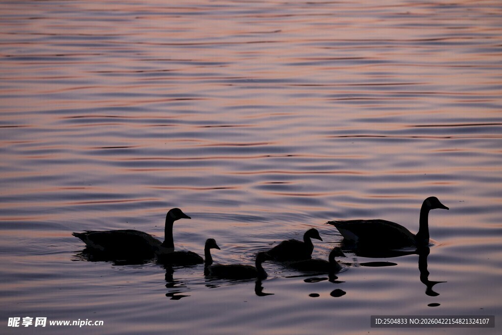 水面上的黑天鹅一家