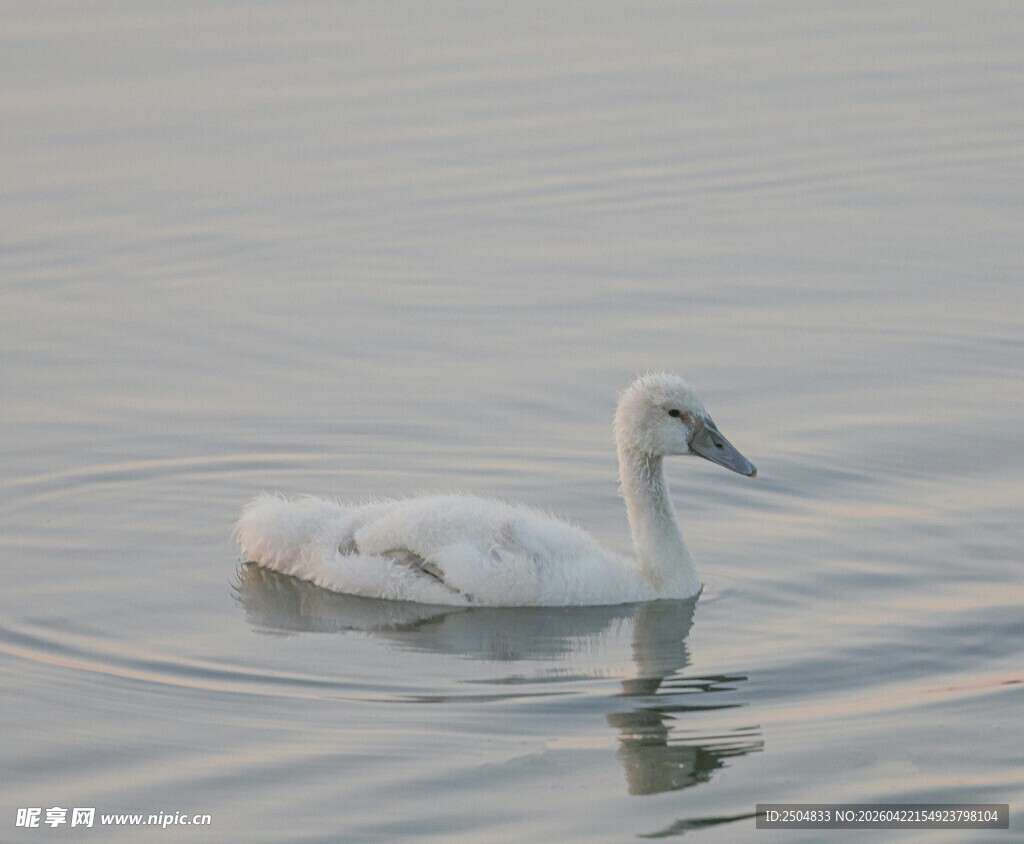 湖面上优雅的白天鹅