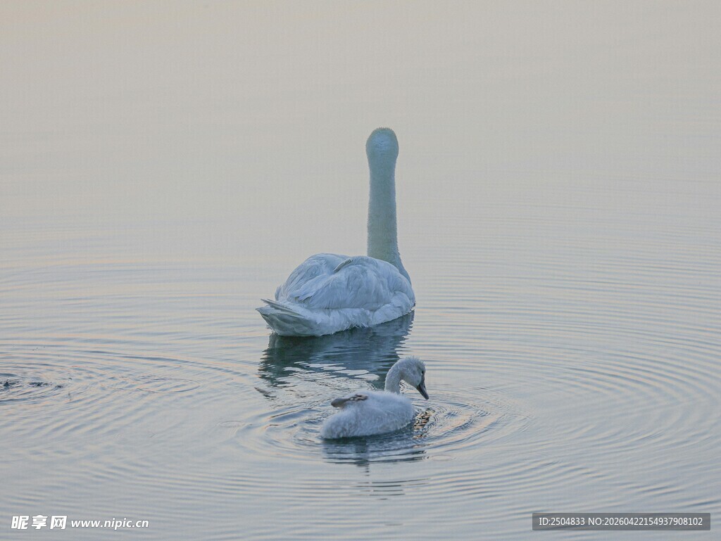 水面上的大小天鹅