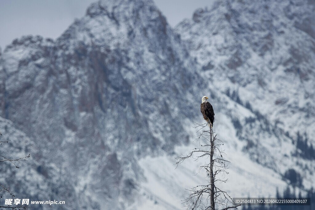 雪山孤枝上的神秘身影