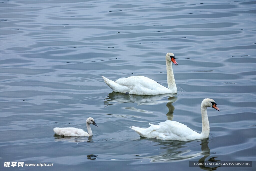 水面上的天鹅一家