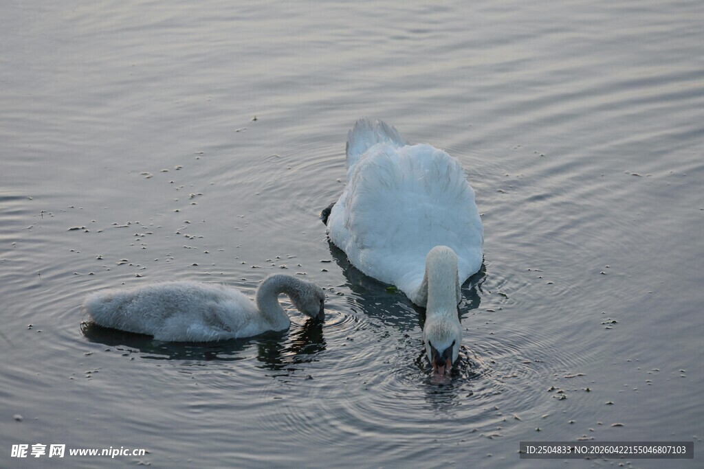 水面上的天鹅与幼崽