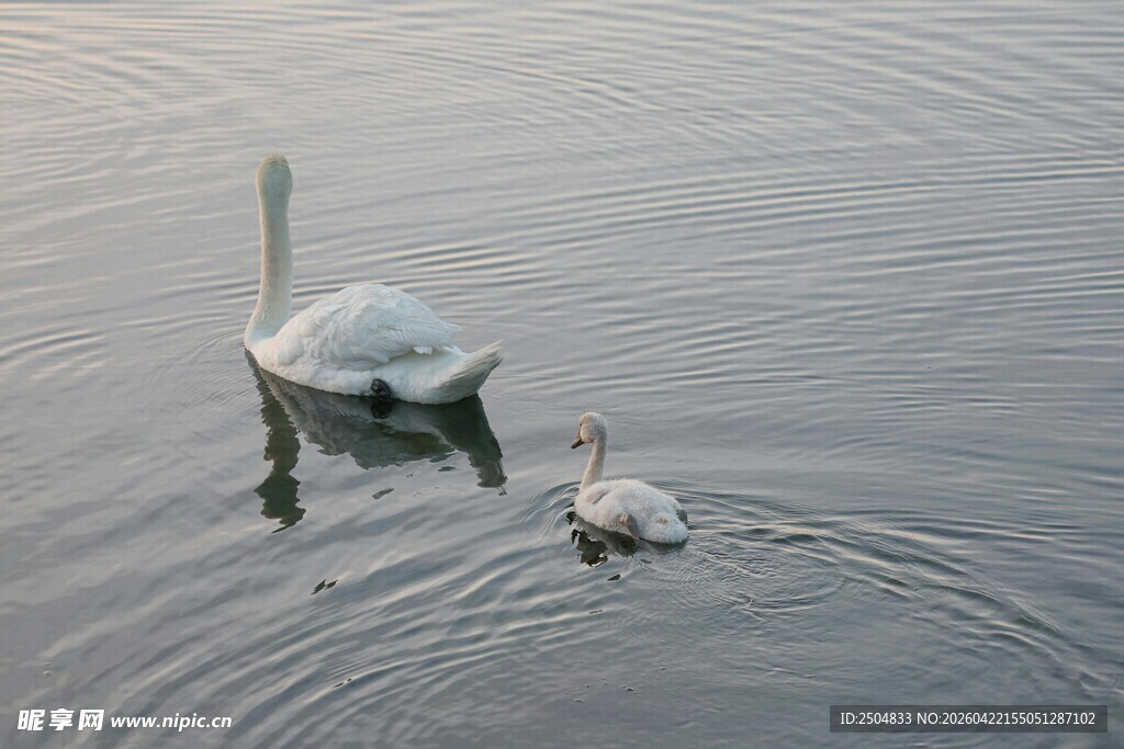 水面上的龟与天鹅同 