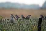 围栏上休憩的一群小鸟
