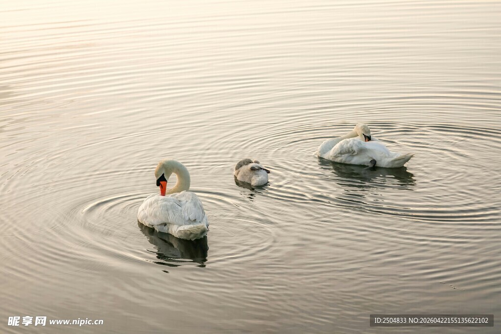 水面上的鸭群悠 