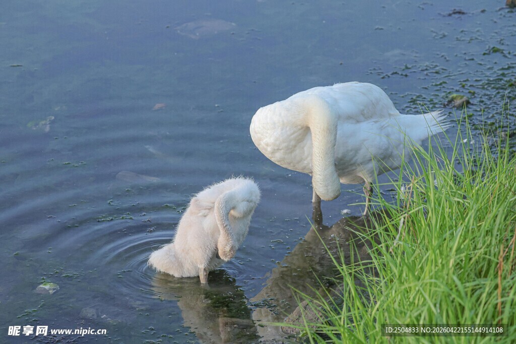 水中双天鹅亲昵互动