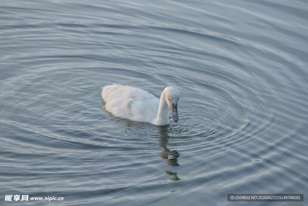 天鹅悠 于平静水面
