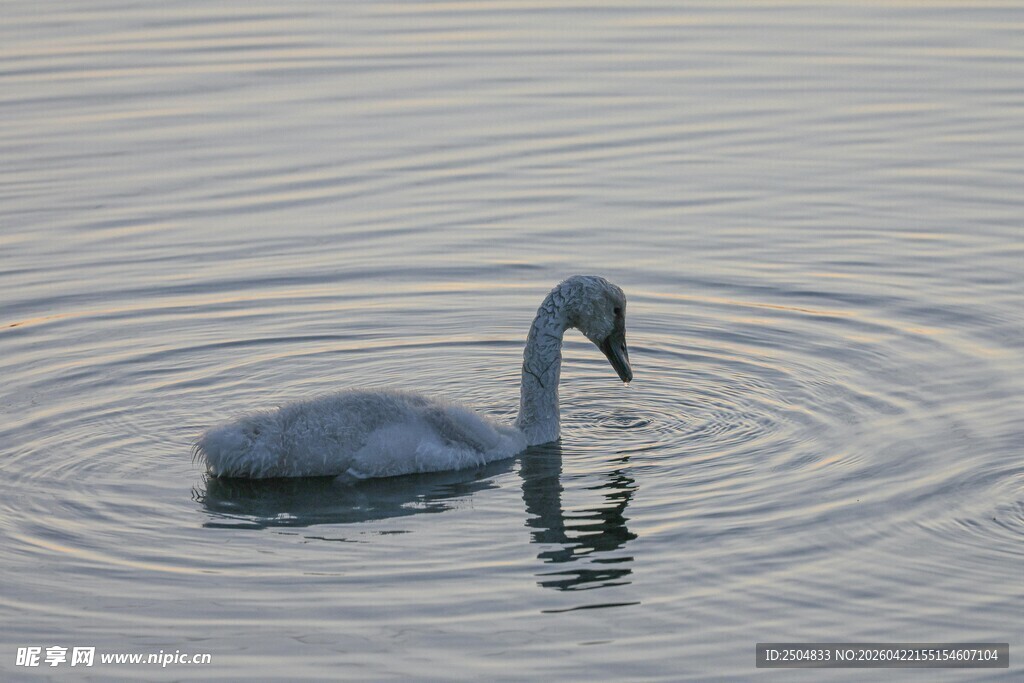 水中天鹅优雅觅食