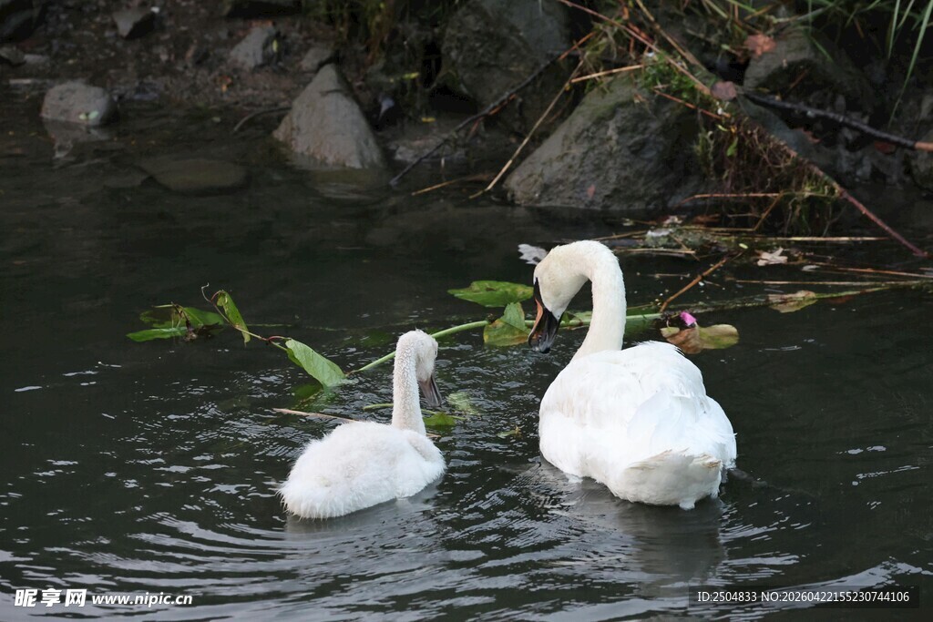 水中天鹅母子相伴