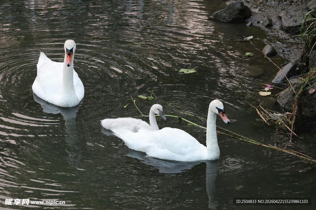 水中双天鹅悠然自得