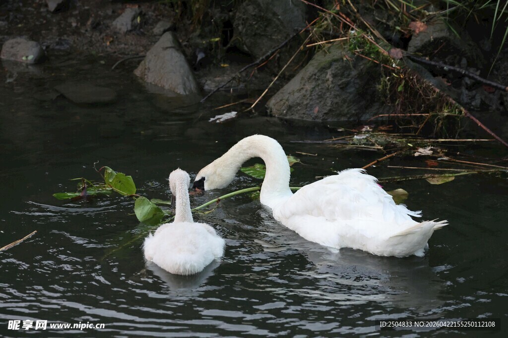 天鹅母子水中亲昵相伴