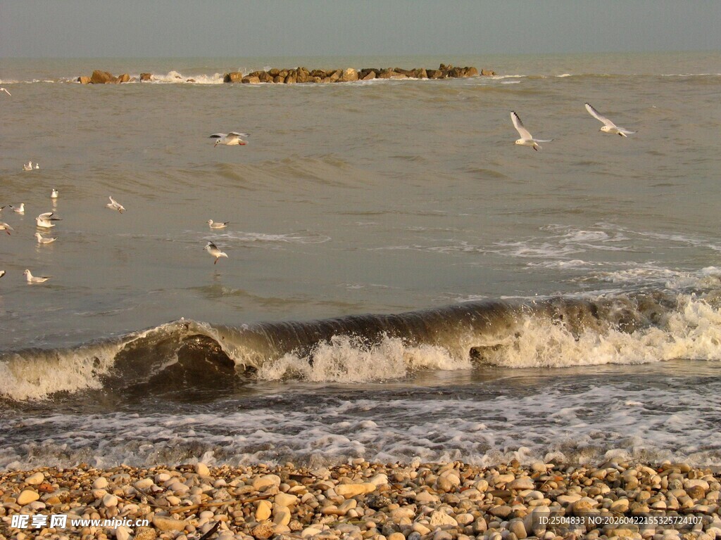 海边浪花与飞翔海鸥