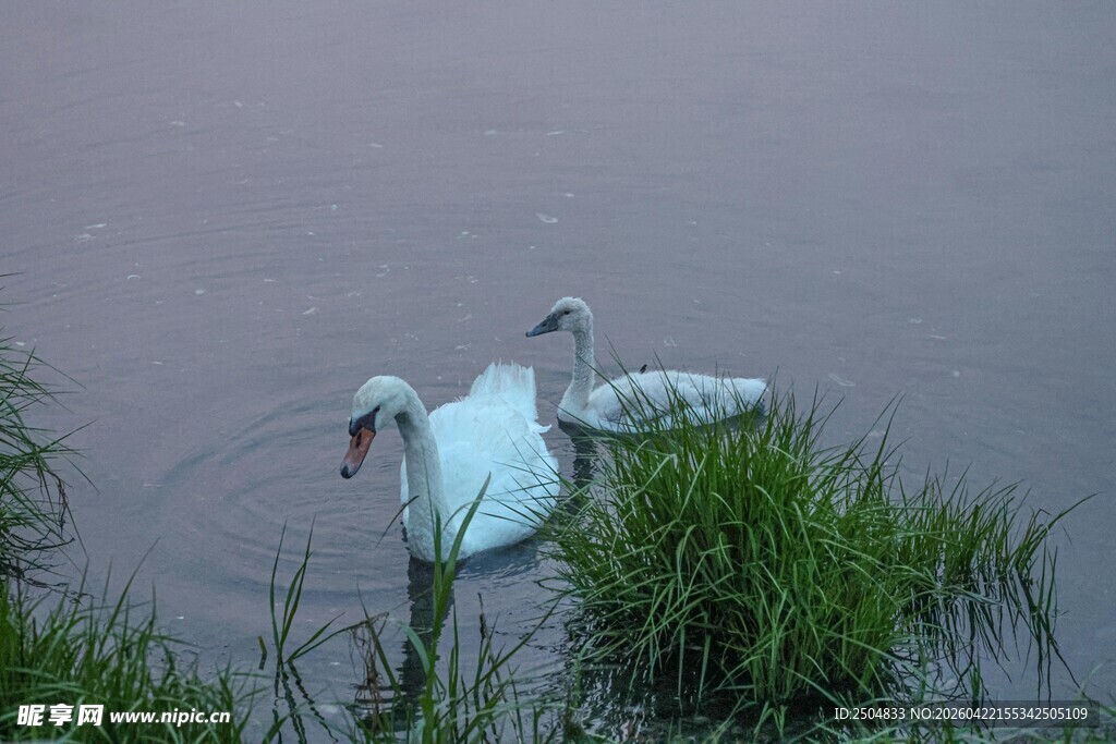 水中天鹅伴绿植
