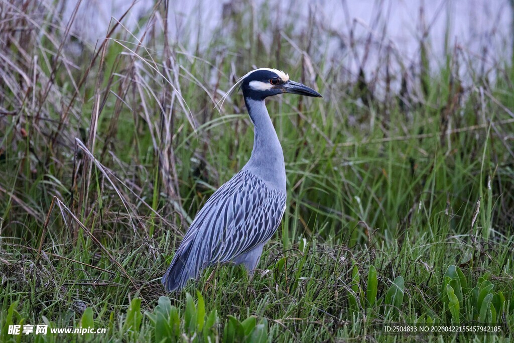 灰鹭立于草丛中