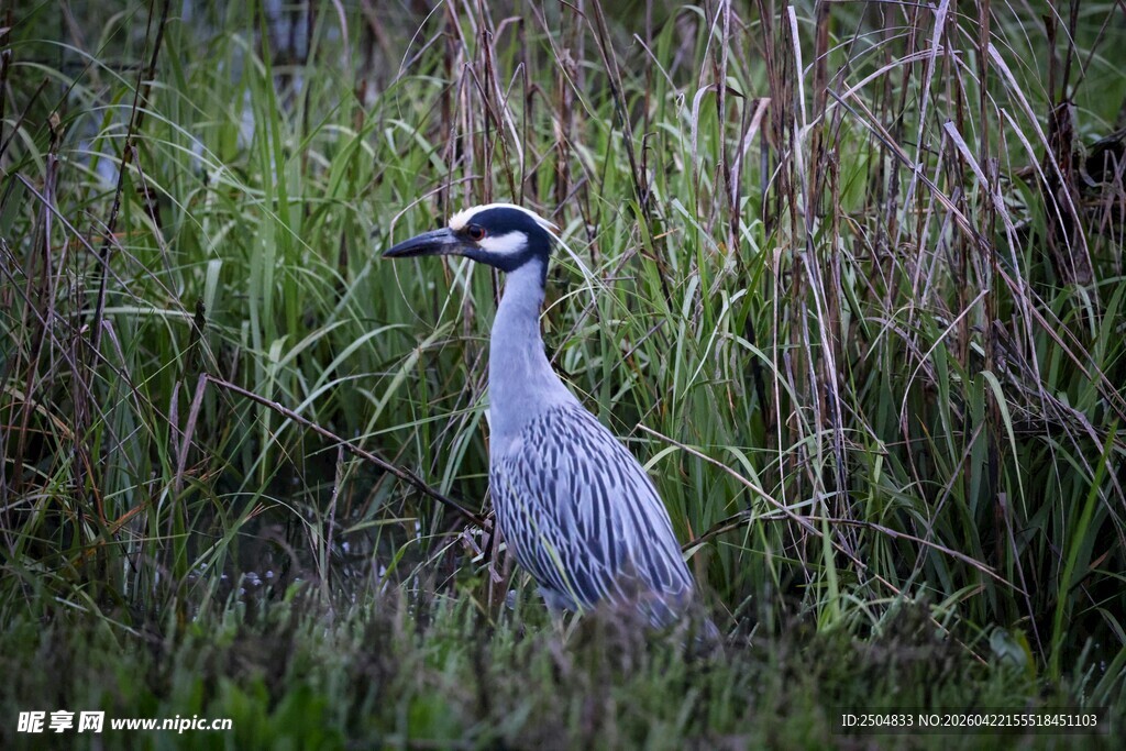 草丛中的夜鹭