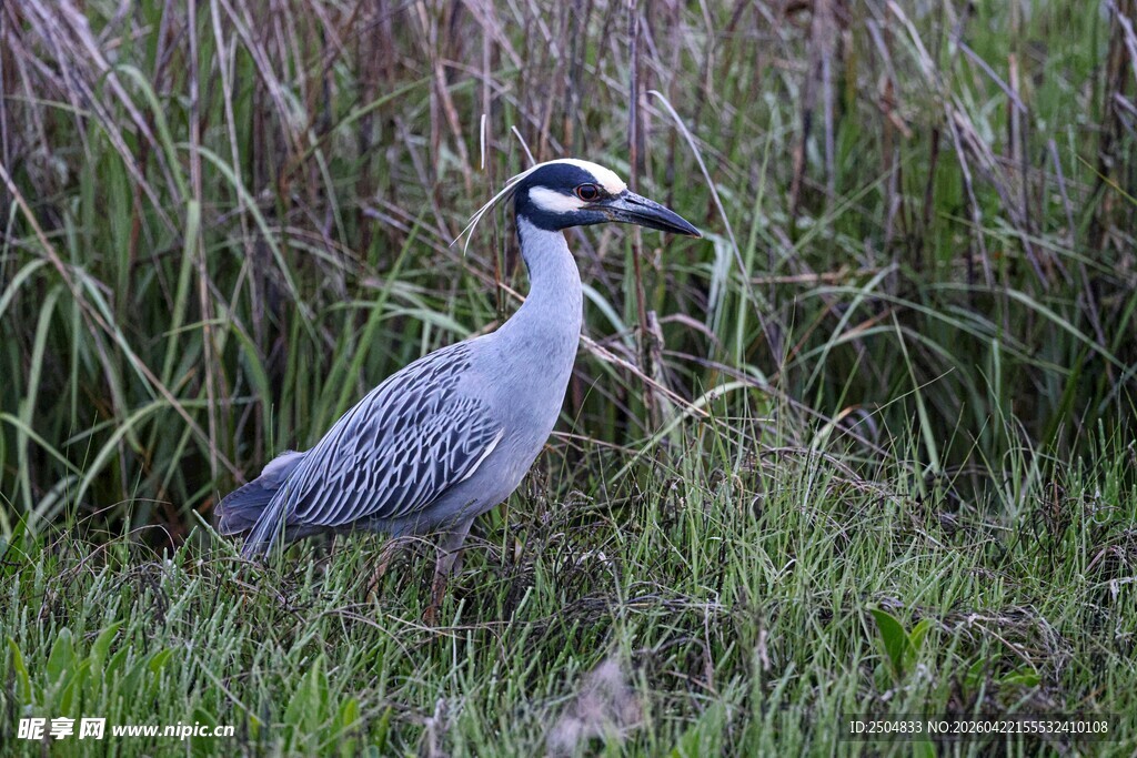 草丛中的灰鹭