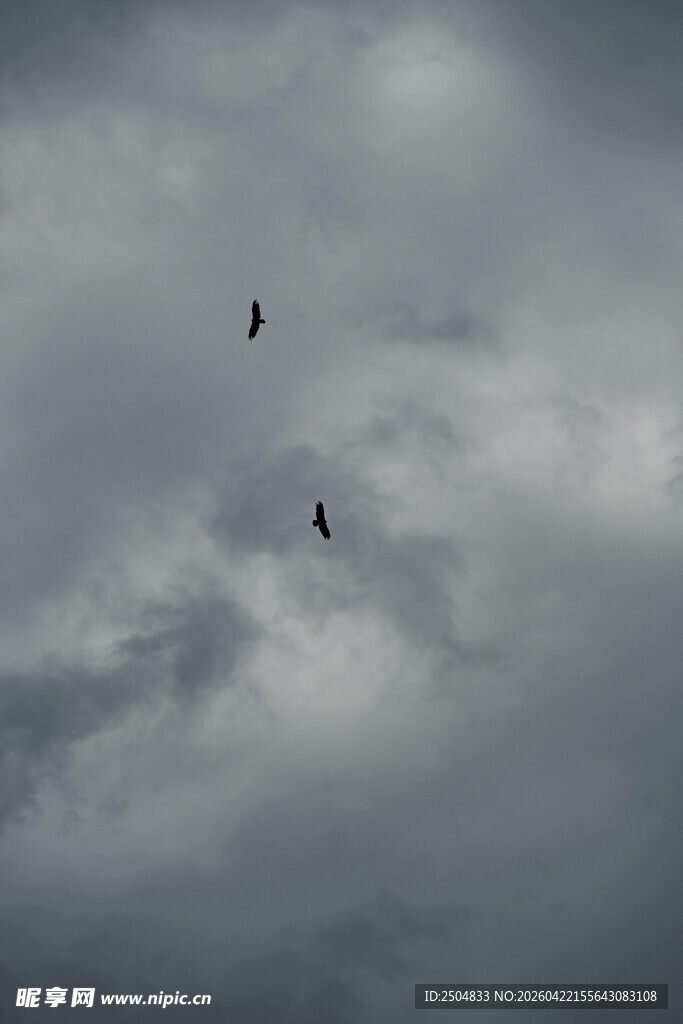 双鸟翱翔于阴云天空