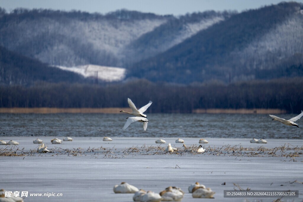 湖畔飞鸟与远山美景