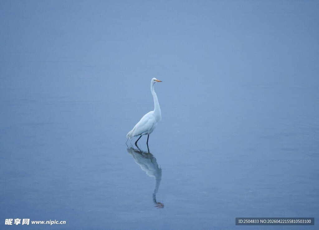 水中孤鹭
