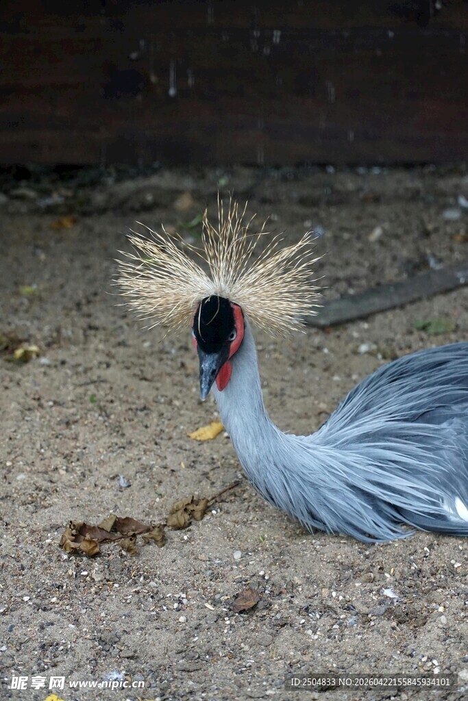 灰冕鹤伏地展示独特羽冠