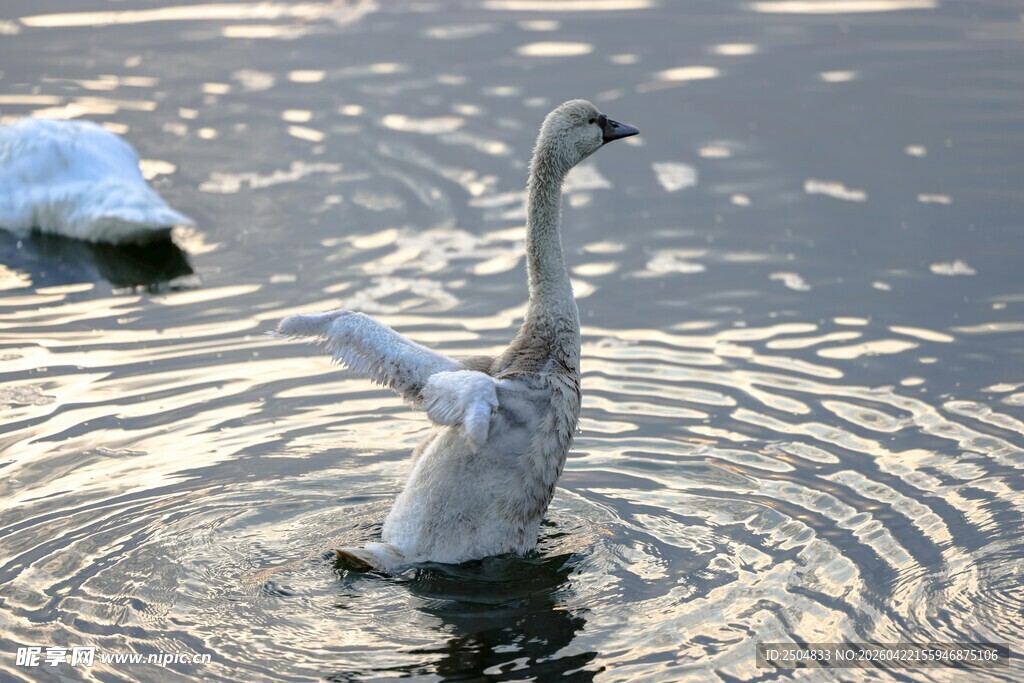 天鹅水中优雅舒展身姿