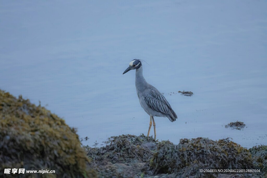 灰鹭立于岸边礁石
