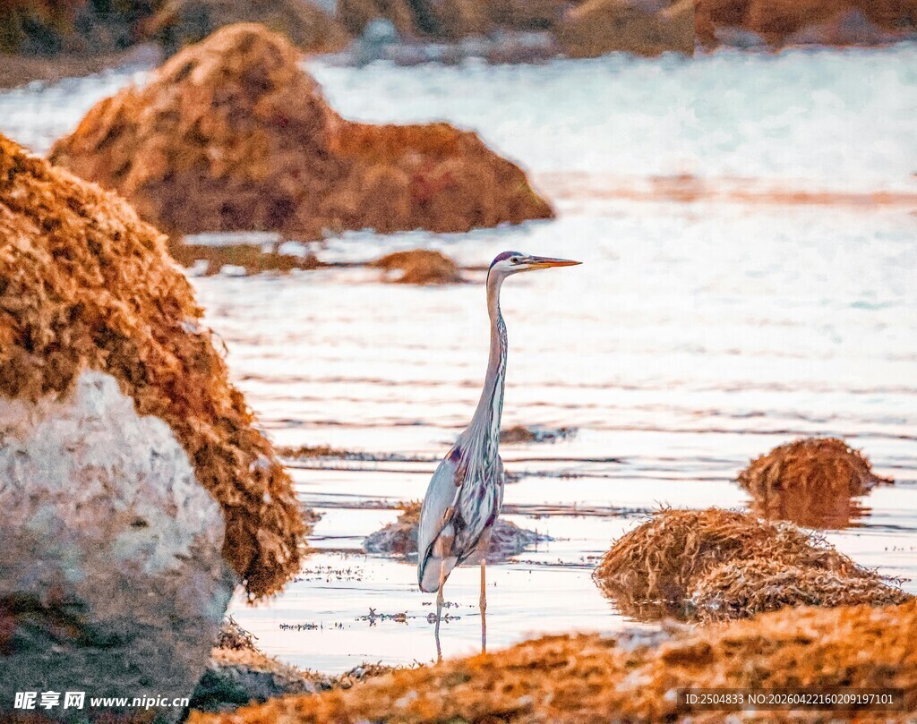 海边伫立的优雅灰鹭