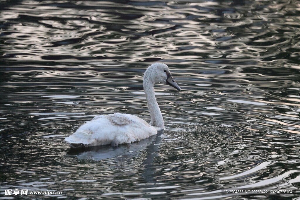 水中优雅天鹅
