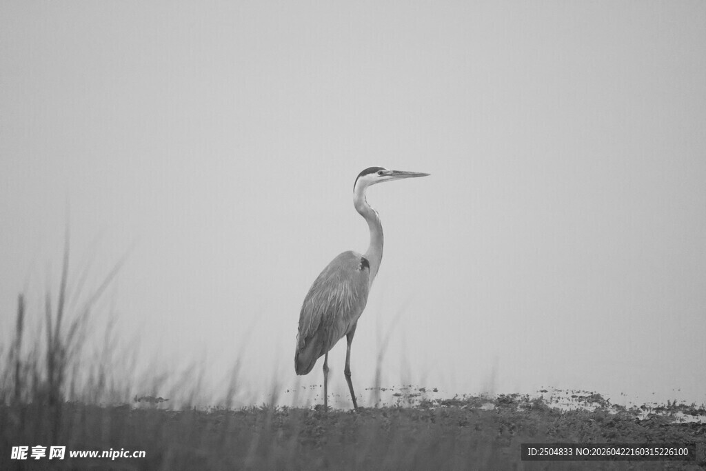 孤鹭立于草地