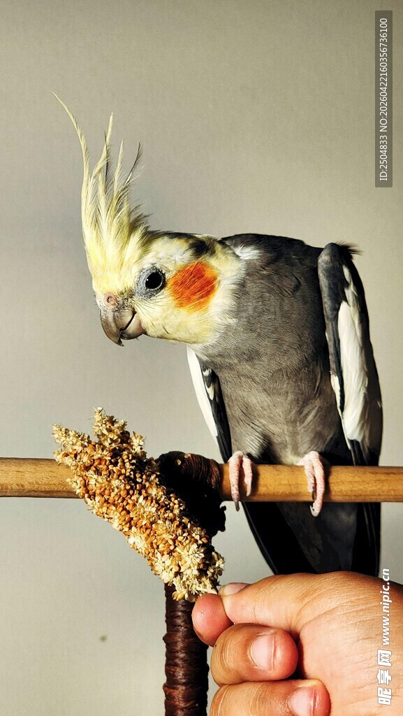 手喂玄凤鹦鹉互动瞬间