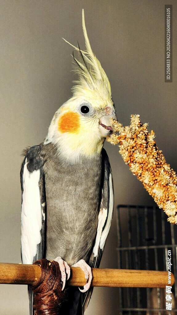 玄凤鹦鹉进食可爱瞬间